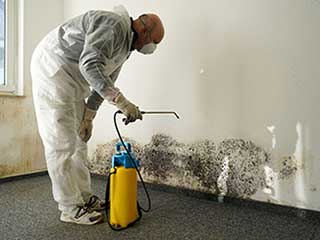 Efficient Mold Removal | Hollywood Carpet Cleaning