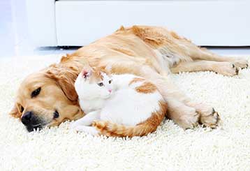 Pet Hair Removal | Hollywood Carpet Cleaning
