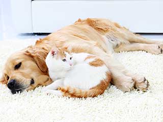 Pet Hair Removal | Hollywood LA